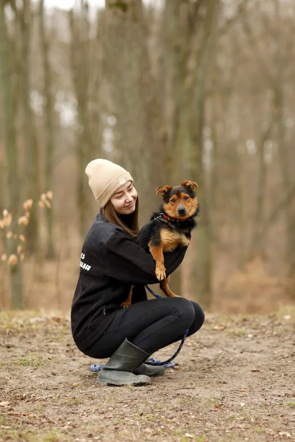 Pies do adopcji, Elbląg, 24 marca 2025 (2/5)