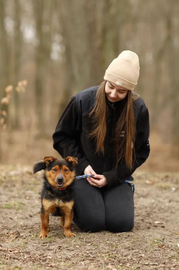 Pies do adopcji, Elbląg, 24 marca 2025 (4/5)