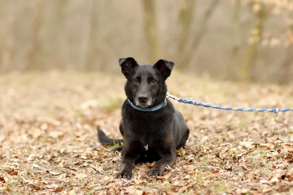 Pies do adopcji, Elbląg, 24 marca 2025 (2/5)