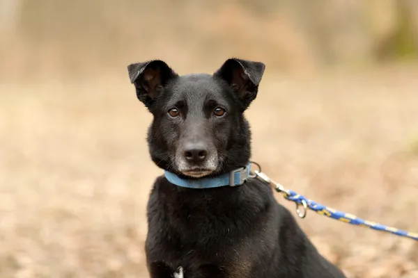 Pies do adopcji, Elbląg, 24 marca 2025 (3/5)