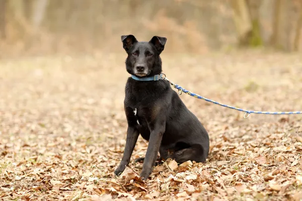 Pies do adopcji, Elbląg, 24 marca 2025 (5/5)