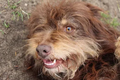 Pies do adopcji, Oborniki, 26 lutego 2025 (1/5)