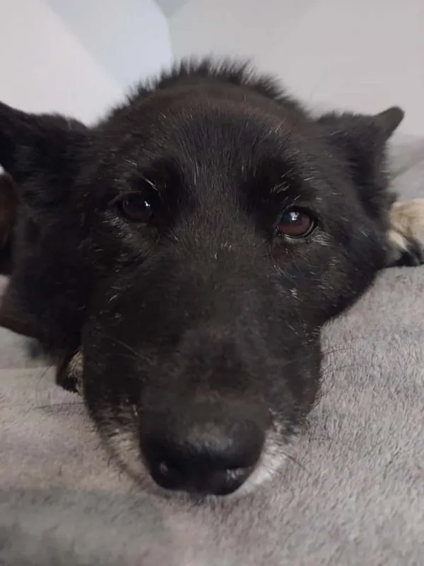 Pies do adopcji, Oborniki, 25 lutego 2025 (4/5)