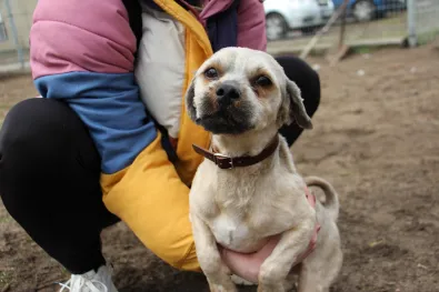 Pies do adopcji, Oborniki, 18 lutego 2025 (1/5)
