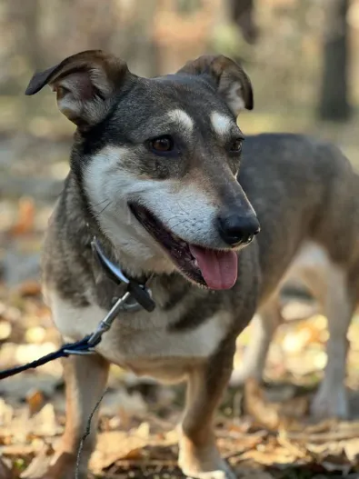 Pies do adopcji, Oborniki, 11 czerwca 2021 (1/5)