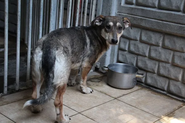 Pies do adopcji, Oborniki, 11 czerwca 2021 (2/5)