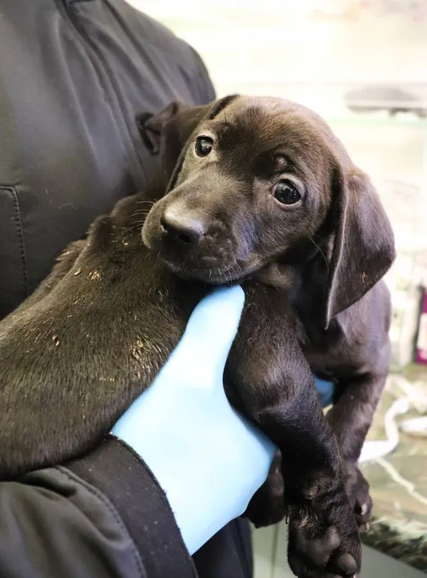 Znaleziono psa, Łódź, 23 marca 2025 (2/5)