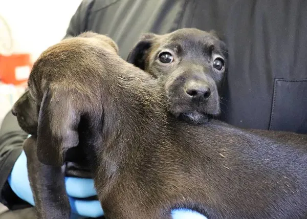 Znaleziono psa, Łódź, 23 marca 2025 (4/5)