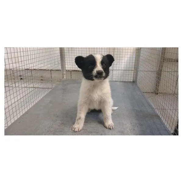 Znaleziono psa, Białystok, 22 marca 2025