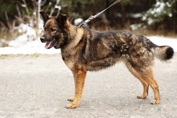 Pies do adopcji, Nowodwór, 24 marca 2025 (1/5)