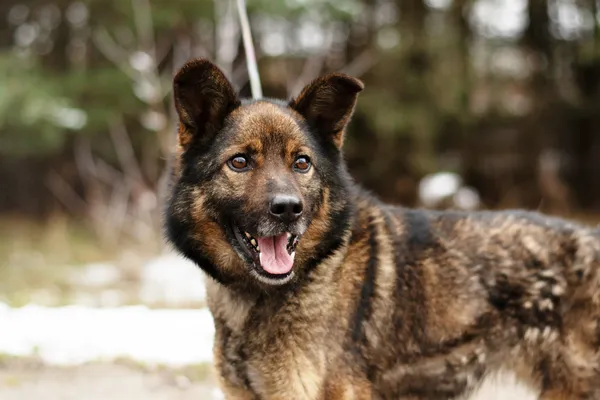 Pies do adopcji, Nowodwór, 24 marca 2025 (2/5)