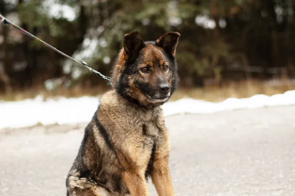 Pies do adopcji, Nowodwór, 24 marca 2025 (3/5)