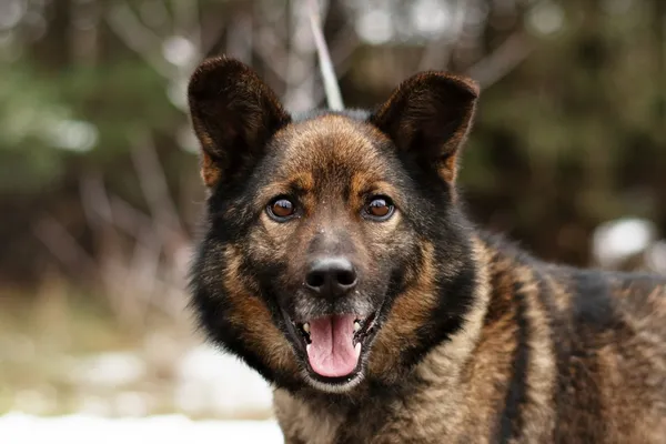 Pies do adopcji, Nowodwór, 24 marca 2025 (5/5)