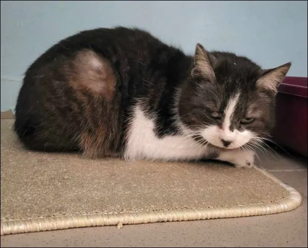 Znaleziono kota, Grudziądz, 24 marca 2025