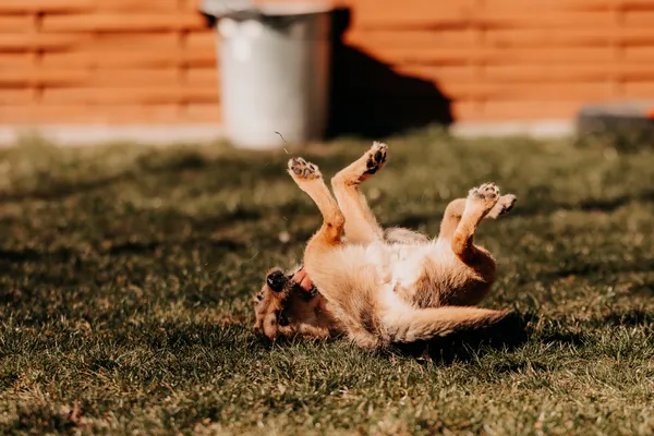 Pies do adopcji, Czartki, 24 marca 2025 (4/5)