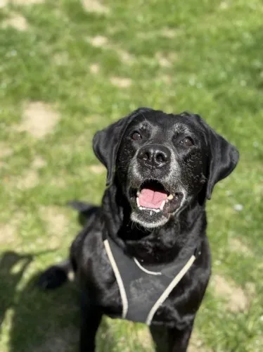 Pies do adopcji, Kraków, 10 marca 2025 (1/5)