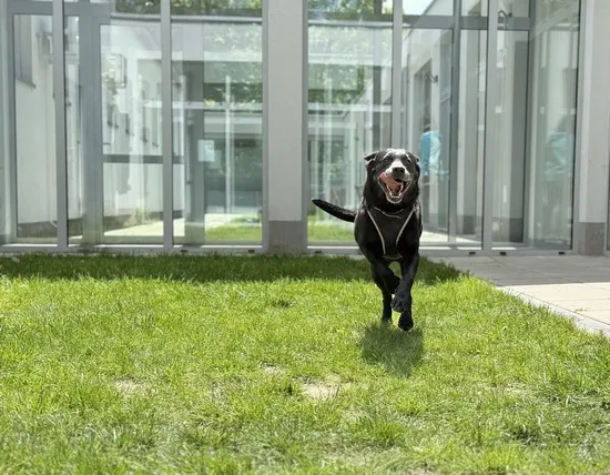 Pies do adopcji, Kraków, 10 marca 2025 (3/5)