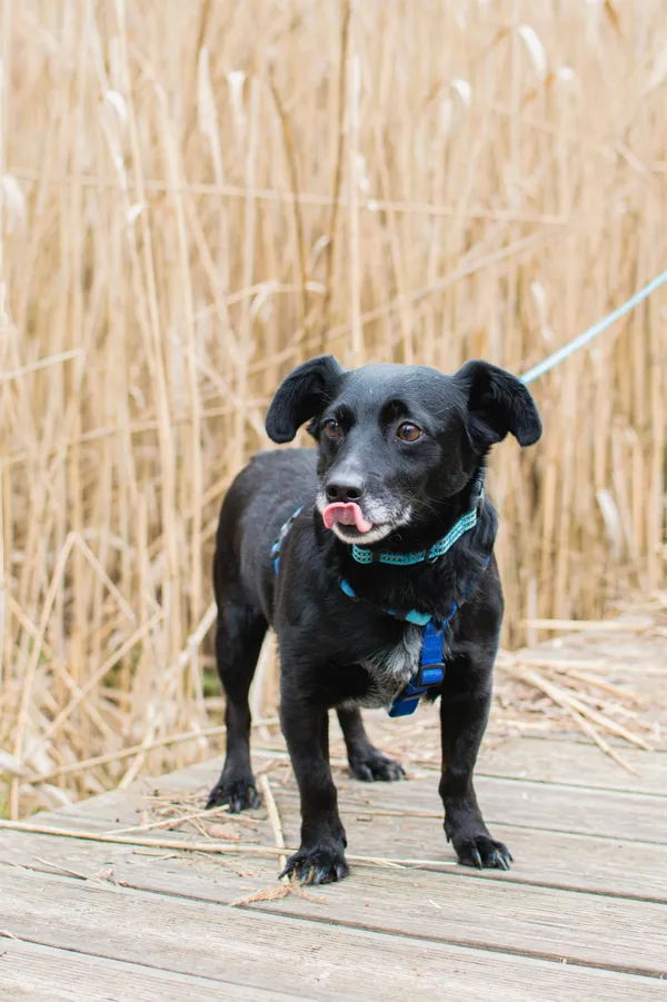 Znaleziono psa, Sosnowiec, 24 marca 2025 (4/5)