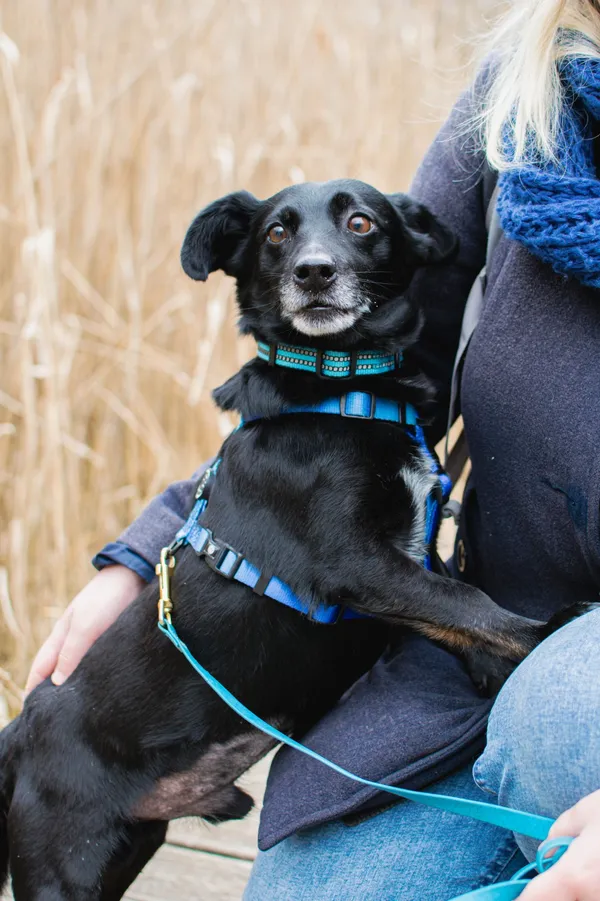 Znaleziono psa, Sosnowiec, 24 marca 2025 (5/5)