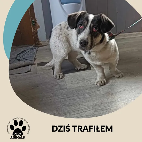 Znaleziono psa, Dąbrówka, 24 marca 2025