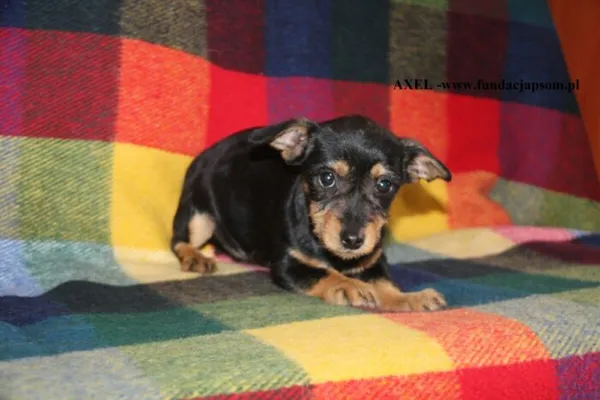 Pies do adopcji, Nowy Dwór Mazowiecki, 24 marca 2025 (1/2)