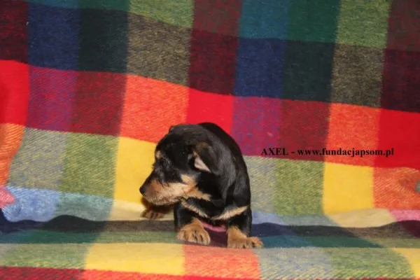 Pies do adopcji, Nowy Dwór Mazowiecki, 24 marca 2025 (2/2)
