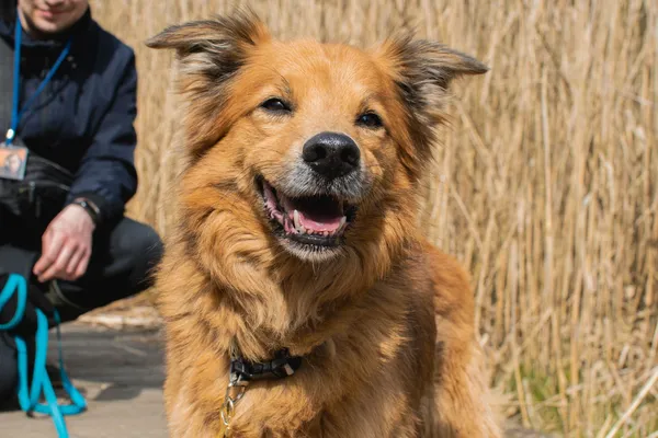 Znaleziono psa, Sosnowiec, 24 marca 2025 (2/5)