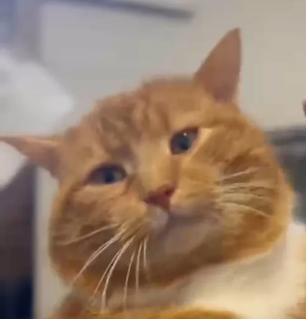 Kot do adopcji, Radom, 25 marca 2025