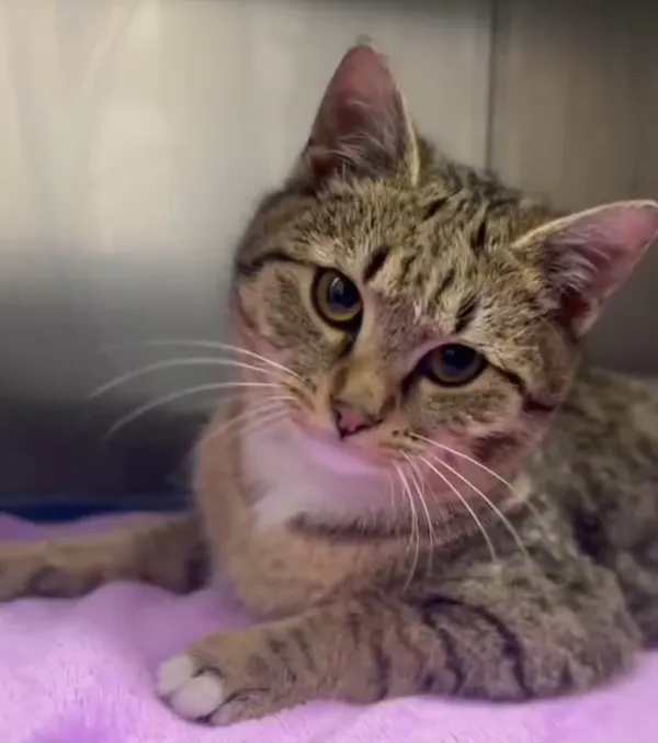 Kot do adopcji, Radom, 25 marca 2025