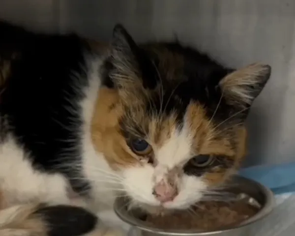 Kot do adopcji, Radom, 25 marca 2025