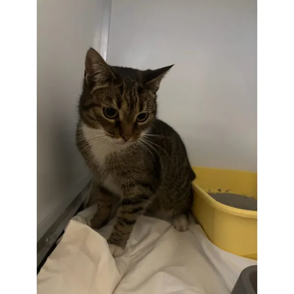 Znaleziono kota, Białystok, 24 marca 2025