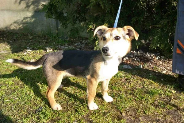 Pies do adopcji, Henrykowo, 6 marca 2025 (1/4)