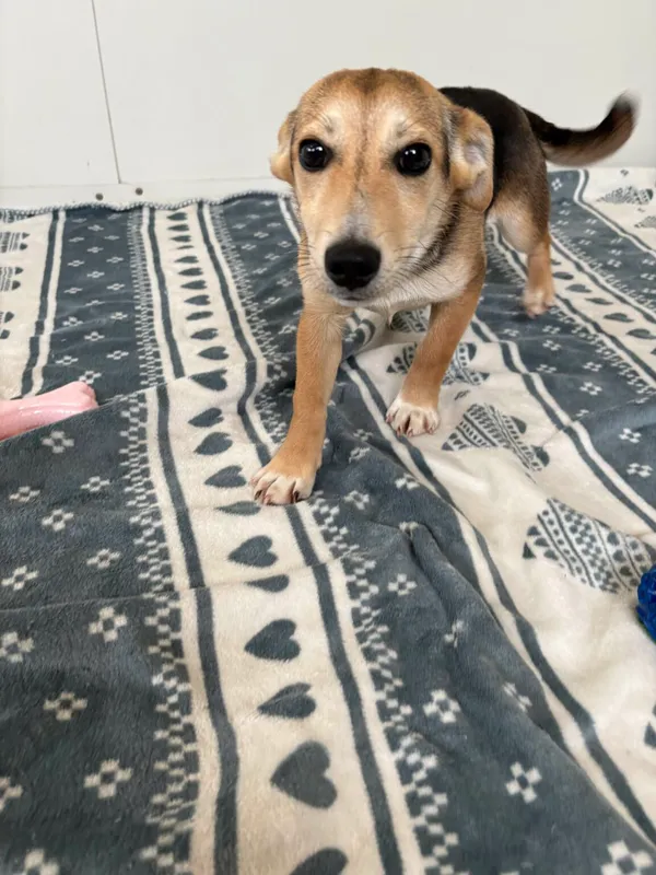 Pies do adopcji, Henrykowo, 6 marca 2025 (2/4)