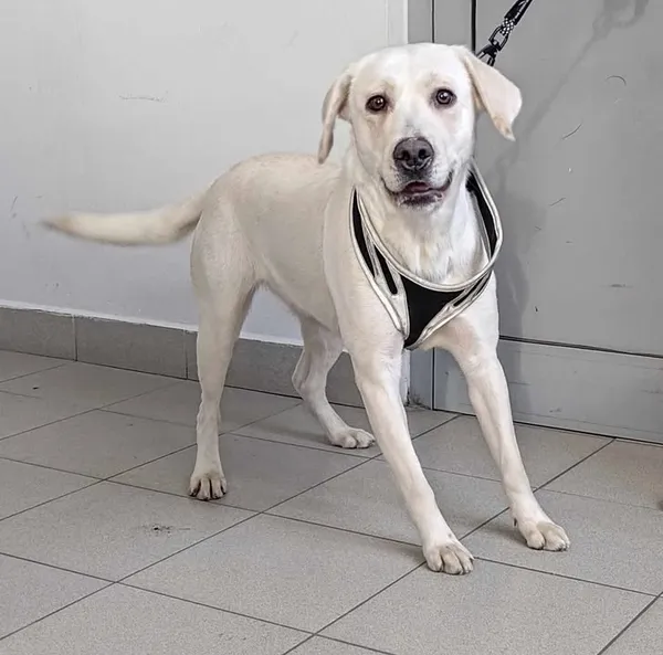 Znaleziono psa, Lublin, 22 marca 2025