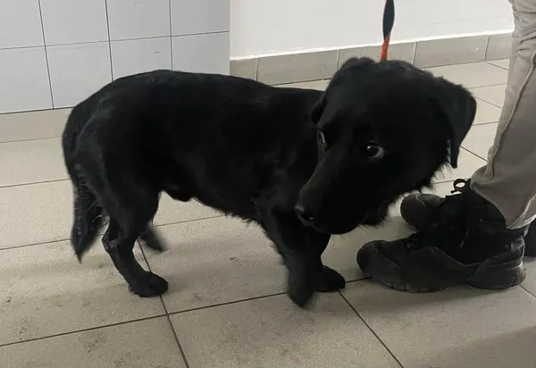 Znaleziono psa, Lublin, 24 marca 2025