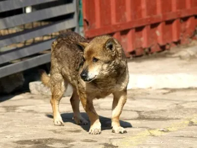 Pies do adopcji, Pabianice, 24 marca 2025 (3/4)