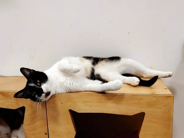 Kot do adopcji, Włocławek, 29 listopada 2024 (2/5)