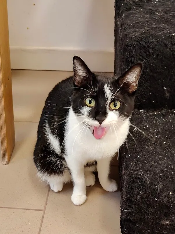 Kot do adopcji, Włocławek, 29 listopada 2024 (3/5)