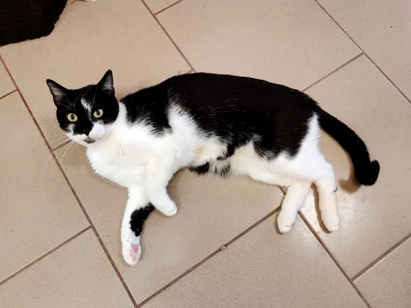 Kot do adopcji, Włocławek, 29 listopada 2024 (5/5)