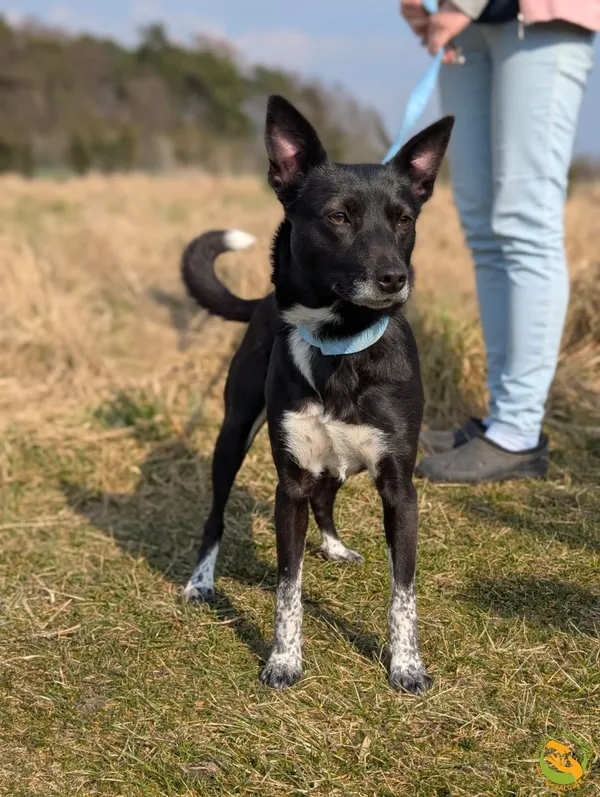 Znaleziono psa, Skałowo, 25 marca 2025 (1/2)