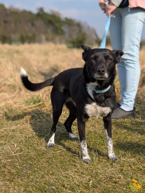 Znaleziono psa, Skałowo, 25 marca 2025 (2/2)