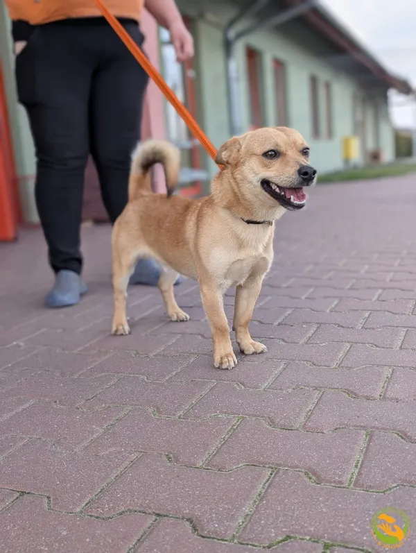 Znaleziono psa, Skałowo, 25 marca 2025 (1/2)