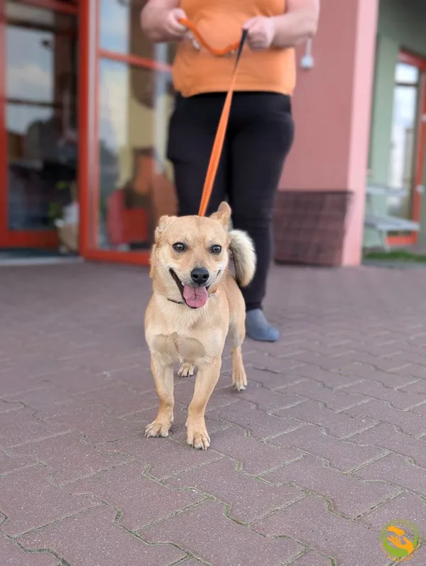 Znaleziono psa, Skałowo, 25 marca 2025 (2/2)