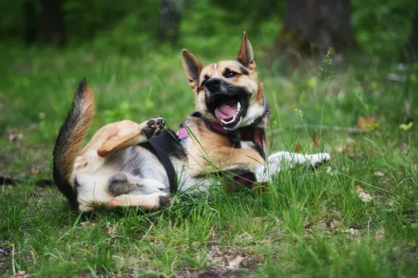 Pies do adopcji, Milanówek, 25 maja 2025 (4/5)