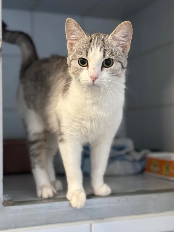 Znaleziono kota, Lublin, 22 marca 2025