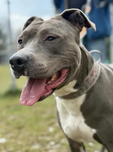 Pies do adopcji, Kraków, 9 marca 2025 (3/5)