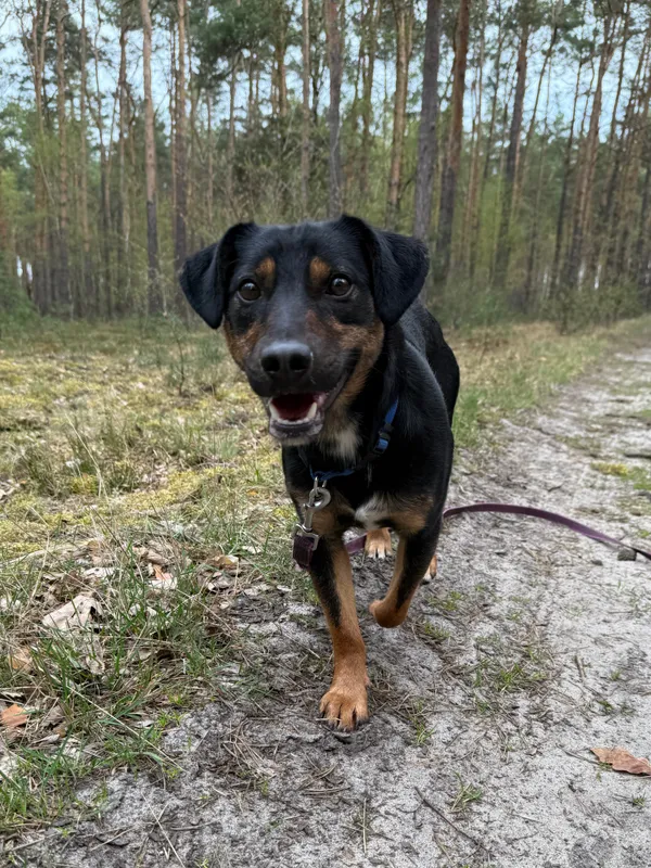 Pies do adopcji, Włocławek, 24 marca 2025 (1/5)