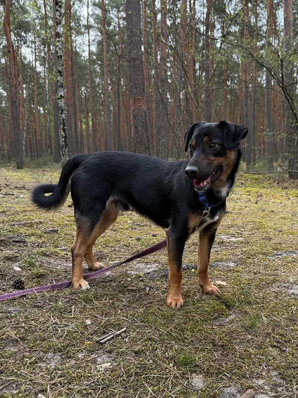 Pies do adopcji, Włocławek, 24 marca 2025 (2/5)