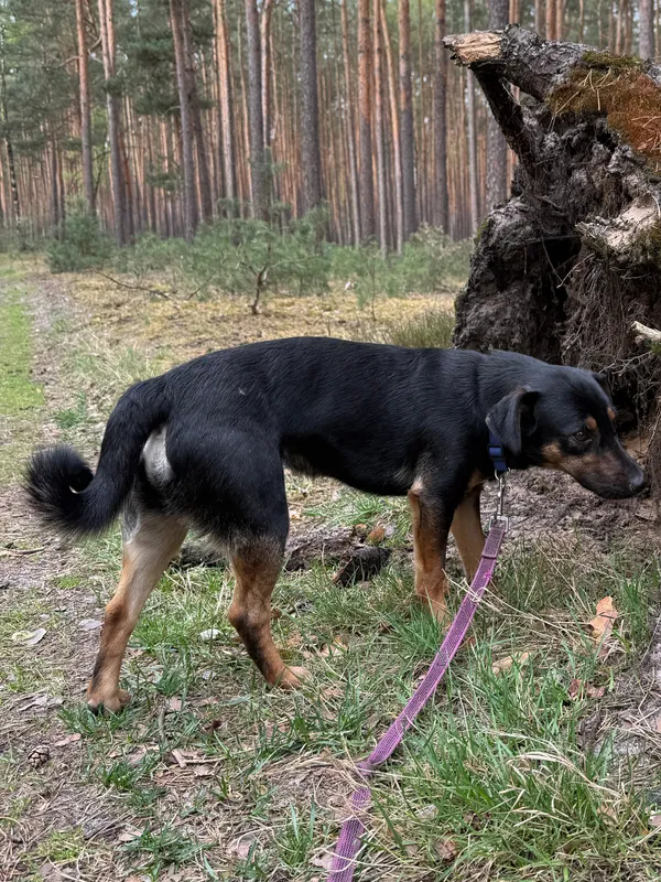 Pies do adopcji, Włocławek, 24 marca 2025 (3/5)