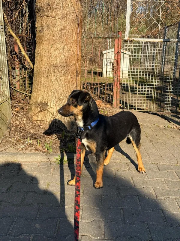 Pies do adopcji, Włocławek, 24 marca 2025 (5/5)